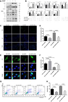 ASPP2 Coordinates ERS-Mediated Autophagy and Apoptosis Through mTORC1 Pathway in Hepatocyte Injury Induced by TNF-α